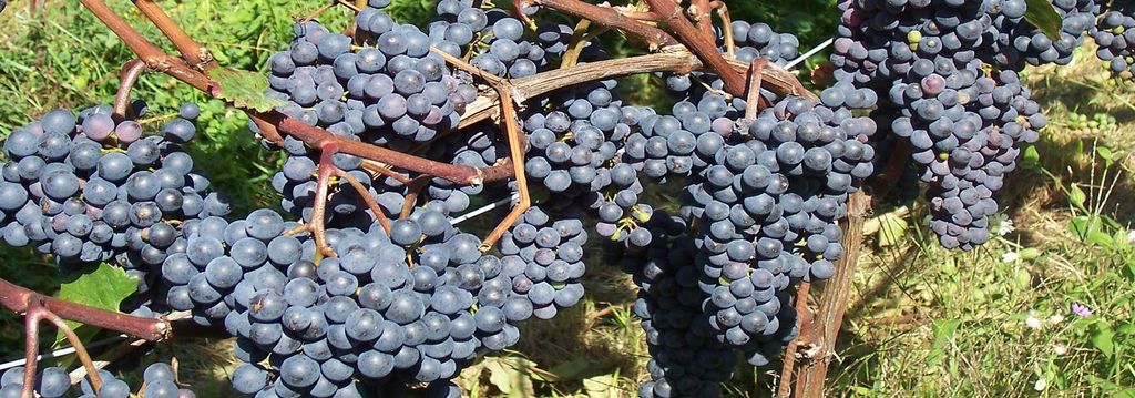 Kerschbamerhof Südtirol Kerschbamerhof Südtirol