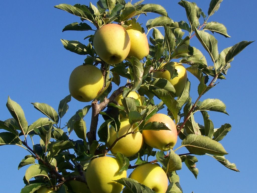 Kerschbamerhof Kerschbamerhof