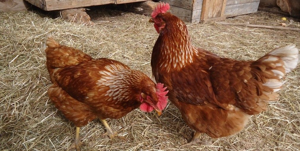 Kerschbamerhof **** Kerschbamerhof ****